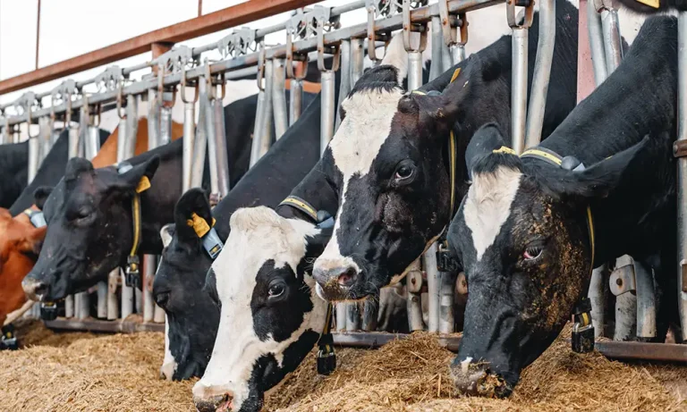 Lecithin-in-Animal-Nutrition