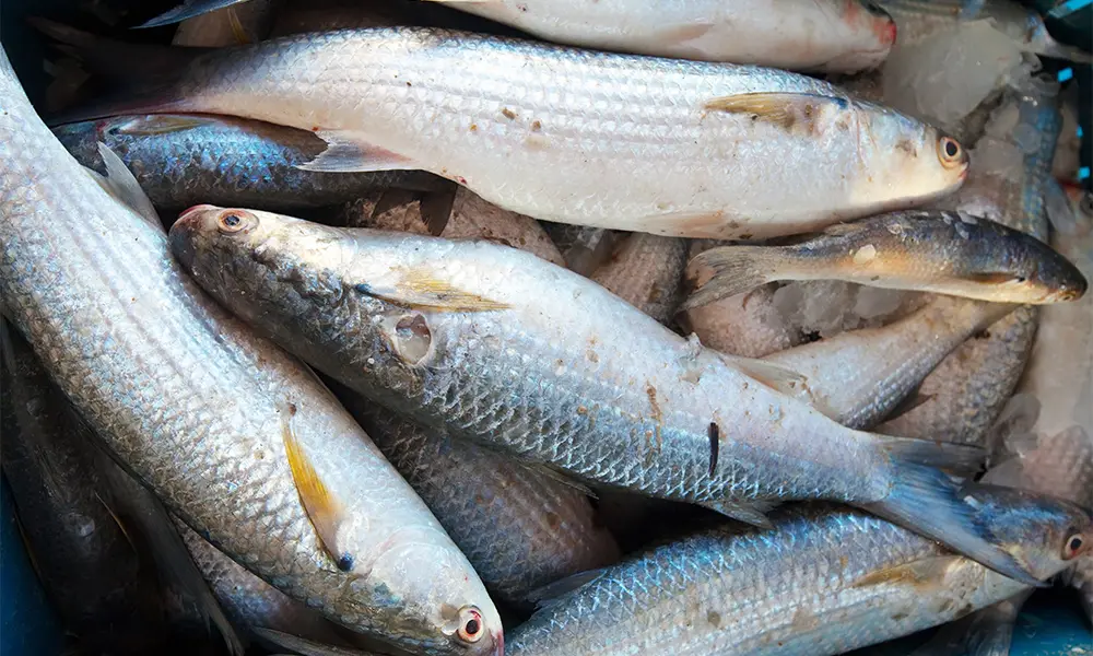 The-Science-Behind-Methyl-Donors-in-Animal-Nutrition