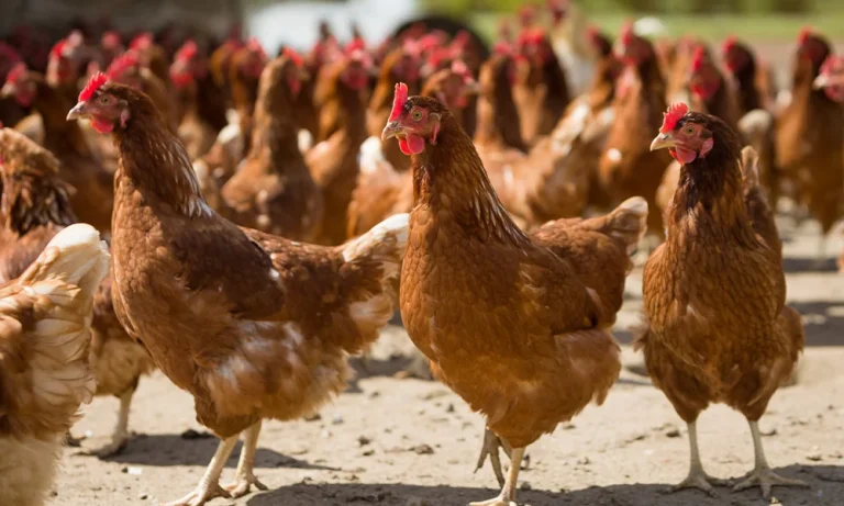 Unlocking-the-Benefits-of-GAA-in-Animal-Feed